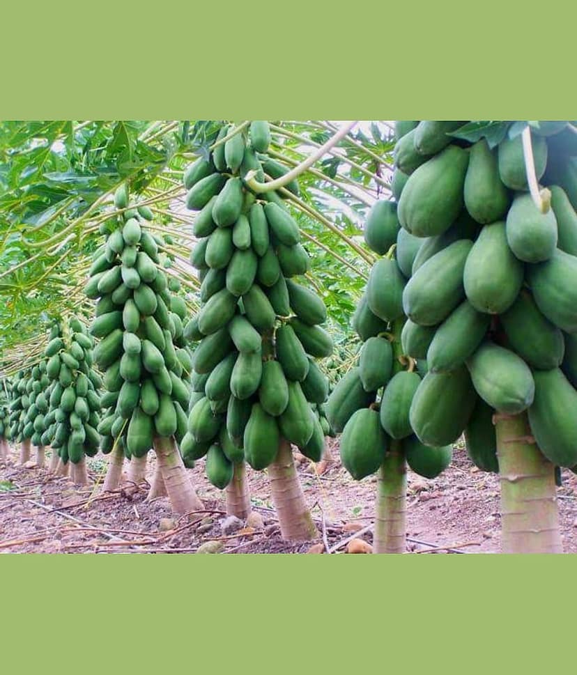 Papaya F1 Hybrid Imported Fruit Seeds 40 seeds + Instruction Manual view 2