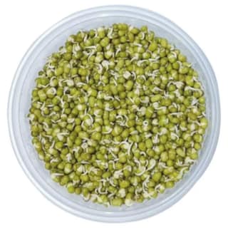 Beans Sprout 1 Pack