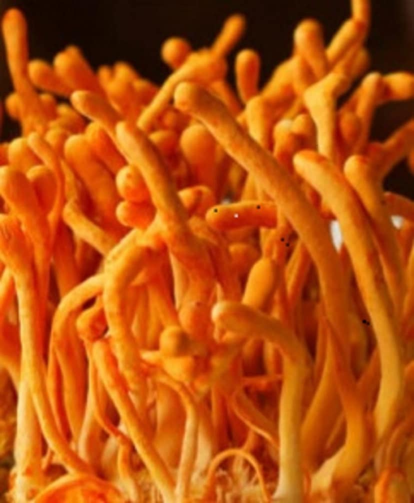Cordyceps Capsule view 2