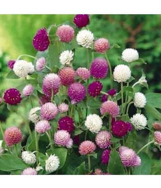 Gomphrena Globosa Crystal mix Seeds (Pack of 20 )