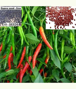 homeagro- Chilli Vegetable Seeds (Pack of 50)
