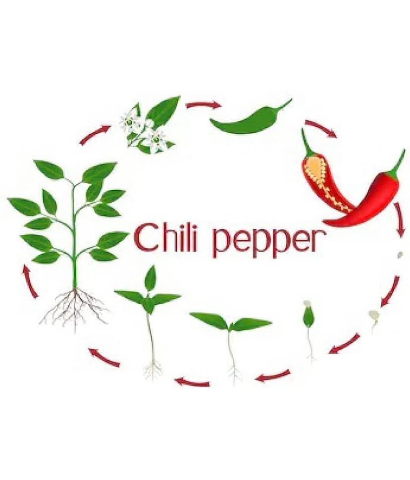 homeagro- Chilli Vegetable Seeds (Pack of 50) view 2