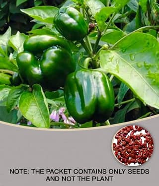 High Quality Hybrid Green Capsicum ( 25 Seeds) For Kitchen Garden