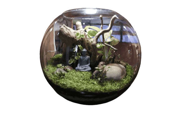 Buddha Dhyanam Terrarium