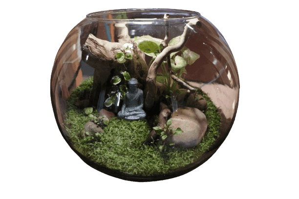 Buddha Dhyanam Terrarium view 2