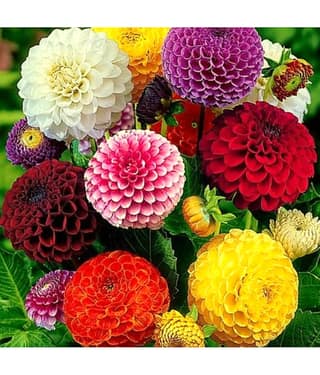 homeagro - Dahlia Mixed Flower ( 25 Seeds )