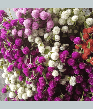 Jignisha Seeds Gomphrena Mixed Flower ( 30 Seeds )