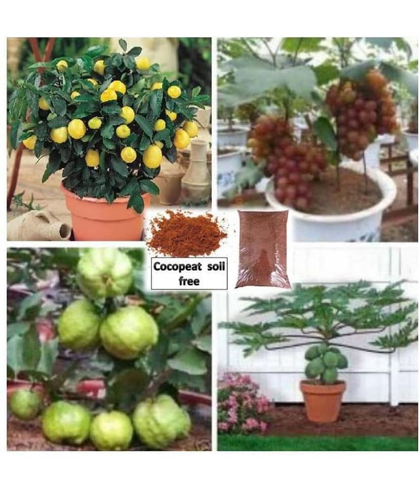 pack of 4 fruit seeds (GUAVA GRAPES PAPAYA LEMON ) 5 - 5 SEEDS OF EACH ONE FRUIT WITH MANUAL + cocopeat soil free
