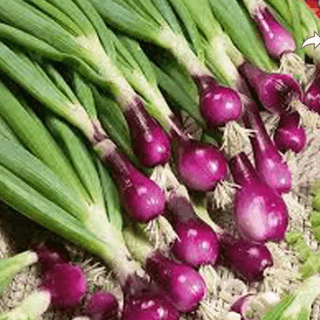 Onion Spring | 1 Bundle