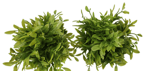 Artificial Potted Grass Plant for Home Decor (2 Pieces)