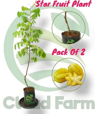 Cloud Farm Outdoor Fruit Plant ( Pack of 2 )