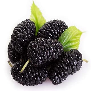Mulberry 500 Gms