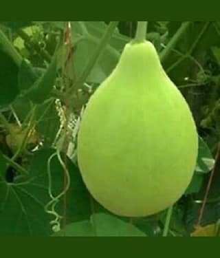 Bottle gourd round pack of 15seeds
