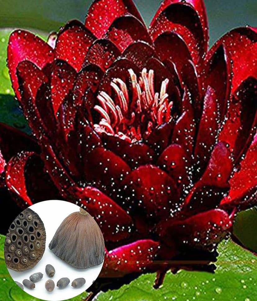 Mini Water Lily Lotus Flower Seeds (Red and Black)- Pack of 10 view 2