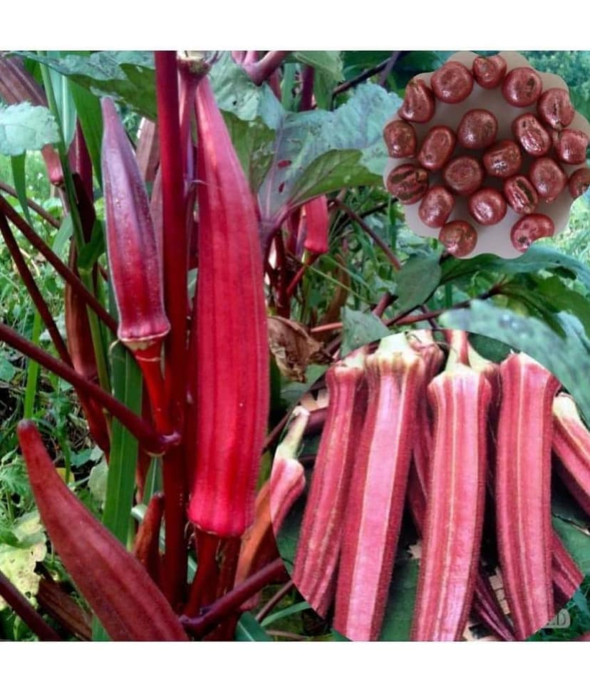 sky star agro & co. - Lady Finger Vegetable ( 50 Seeds ) view 2