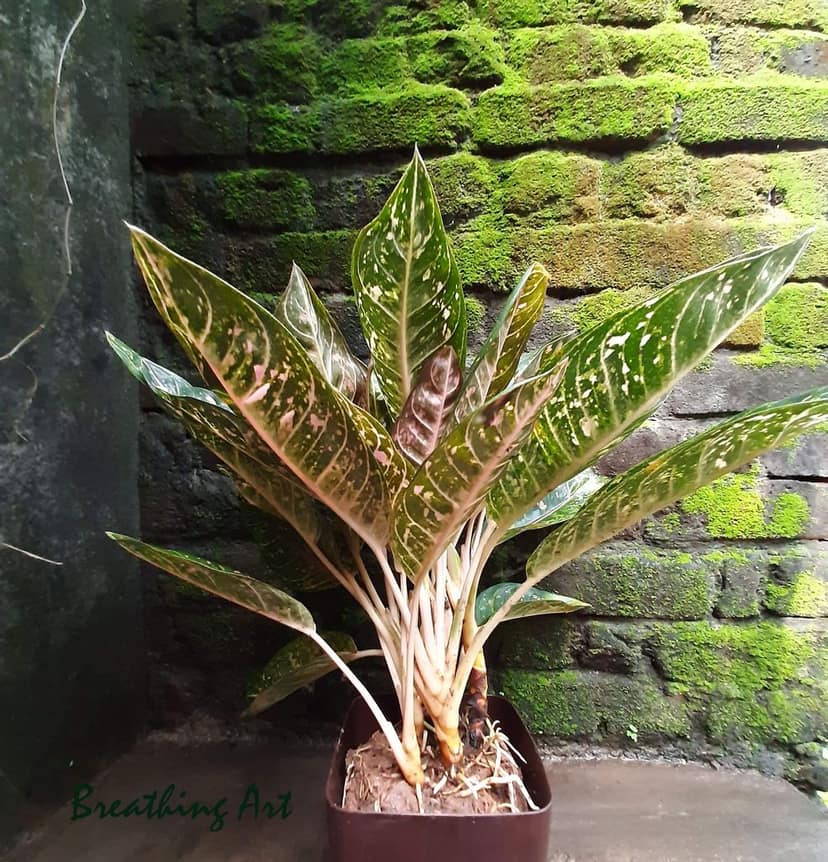 Breathing Art - Aglaonema 'Pink Moon ' Indoor/Outdoor/Table top/Corner / - (Planter Included)