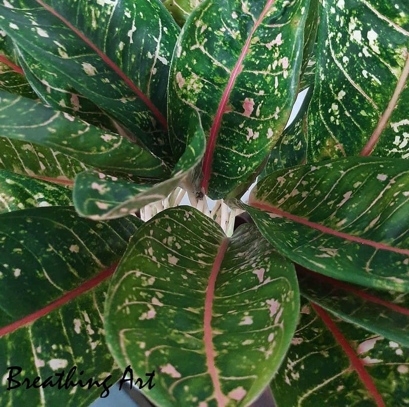 Breathing Art - Aglaonema 'Pink Moon ' Indoor/Outdoor/Table top/Corner / - (Planter Included) view 2