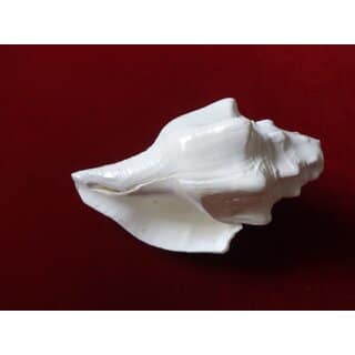 Left Handed Blowing Shankh KZNRP010