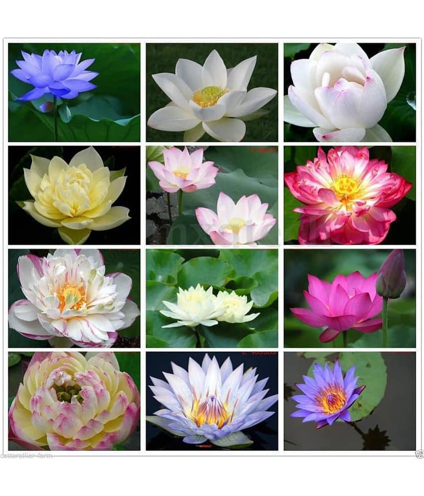 COLORS MIX LOTUS FLOWER PLANT 20 SEEDS COMBO PACK WITH MANUAL