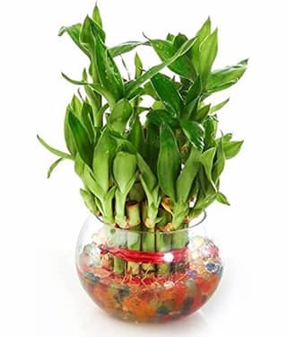 Green plant indoor Indoor Bamboo Plant ( Pack of 1 )
