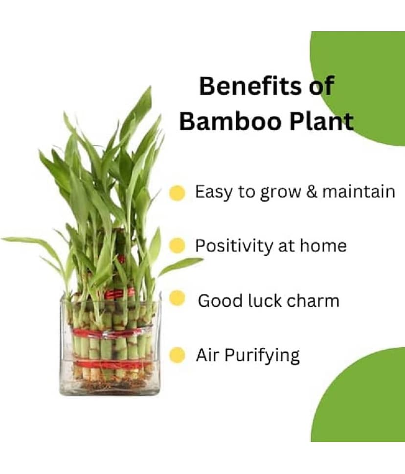 Green plant indoor Indoor Bamboo Plant ( Pack of 1 ) view 2