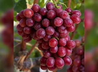 GRAPES ARRA ( RED SEEDLESS)