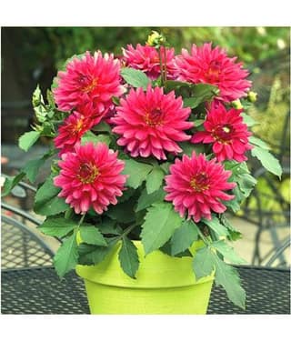 HN organic seed - Dahlia Mixed Flower ( 25 Seeds )