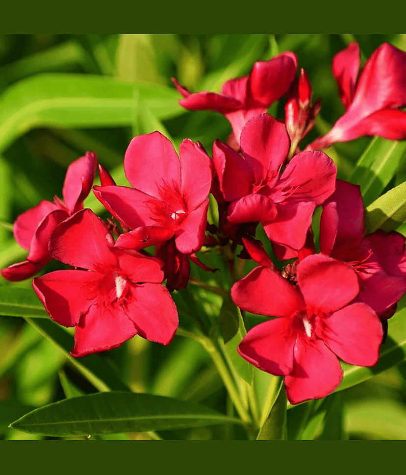 Red Kaner 10 Premium Seeds