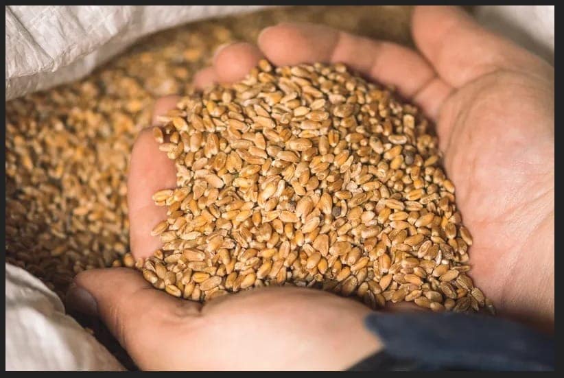 Wheat view 3