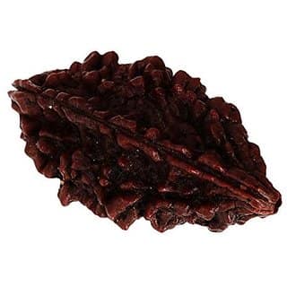 Kesar Zems Wooden Do Mukhi - Nepali Rudraksh Bead (3.5 cm x 3 cm x 2 cm Brown).