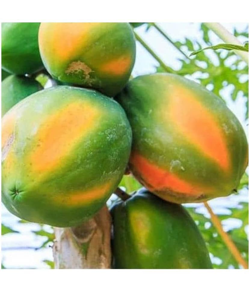 garden plants Thai Papaya Hybrid Variety Dwarf Fruit 50 Seeds + Instruction Manual