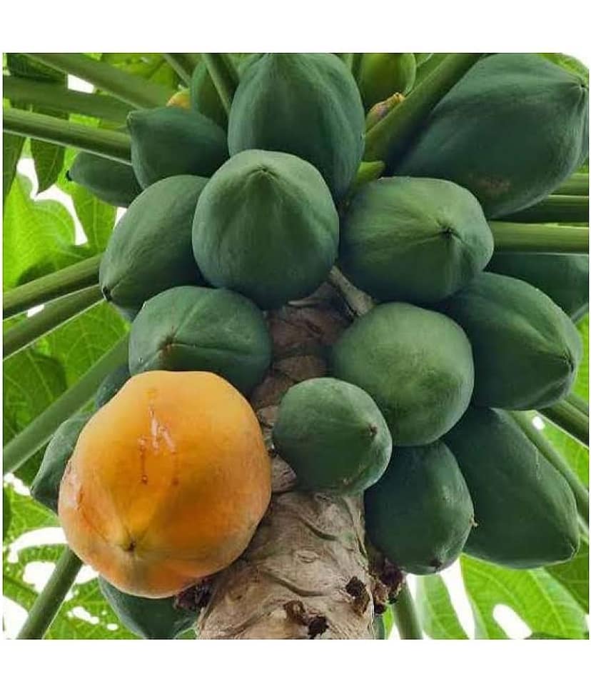 garden plants Thai Papaya Hybrid Variety Dwarf Fruit 50 Seeds + Instruction Manual view 2