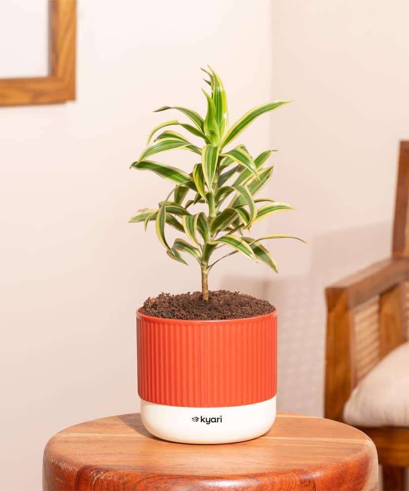 Song Of India Plant With Mylo Self Watering Pot