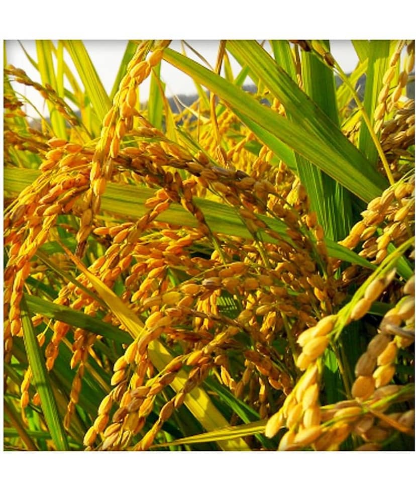 Ekgaon Brown Rice 950 gm view 4