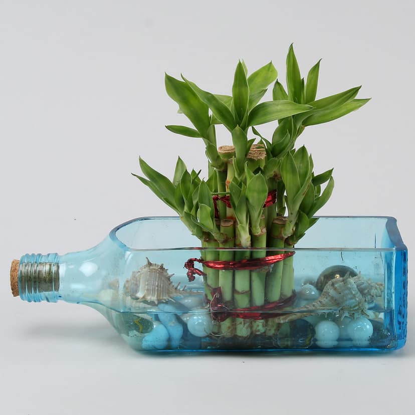 Lucky Bamboo Bombay Sapphire Bottle Planter view 2
