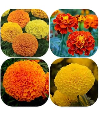Marigold Mixed Color Seeds - 50 Seeds (Genda/ गेंदा के बीज)
