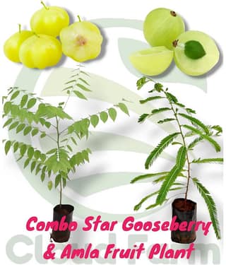 Cloud Farm Outdoor Fruit Plant ( Pack of 2 )