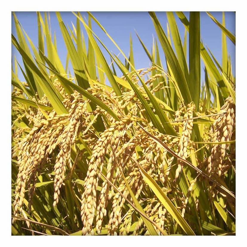 Premium Aromatic Rice (Jeera shankar) 1kg view 4
