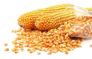 Maize 10kg