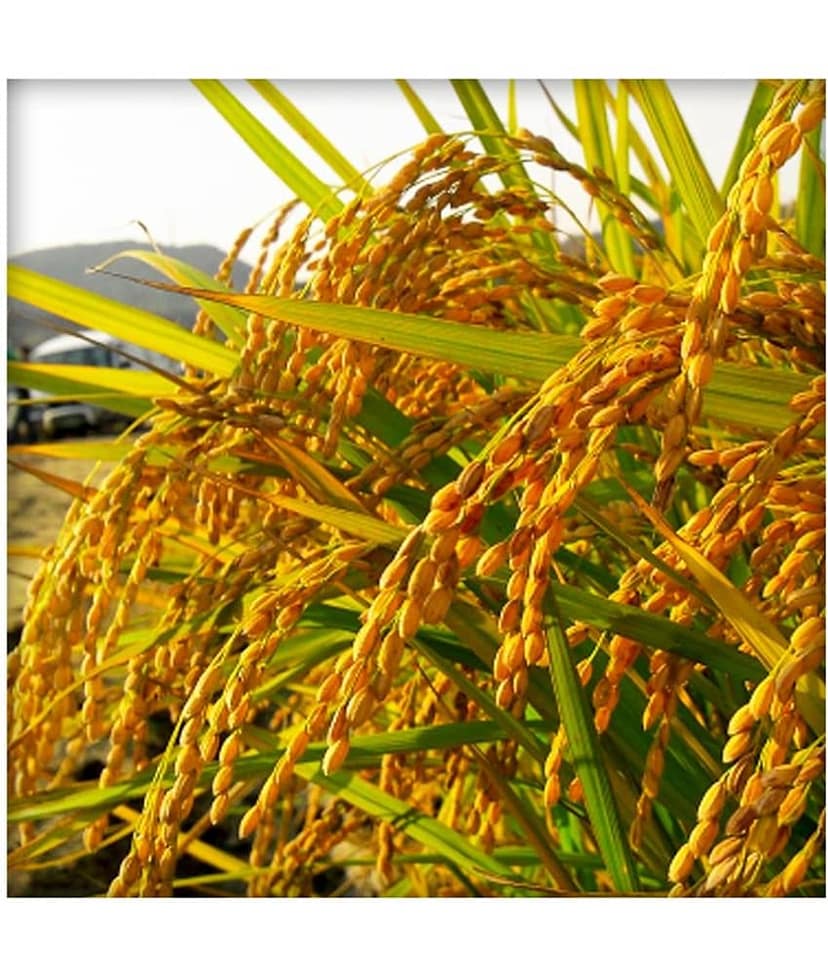 Ekgaon Raw Brown rice Hand Pound Rice 950 gm view 5