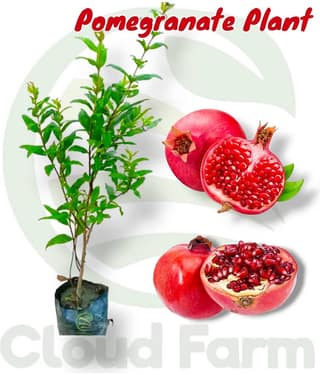 Cloud Farm Outdoor Fruit Plant ( Pack of 1 )