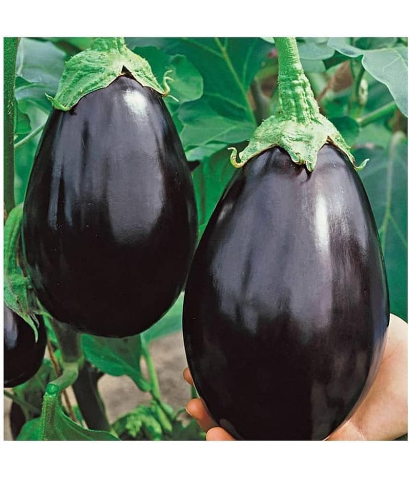 Round Brinjal (Bengan) Hybrid Seeds - Pack of 50 Seeds view 2