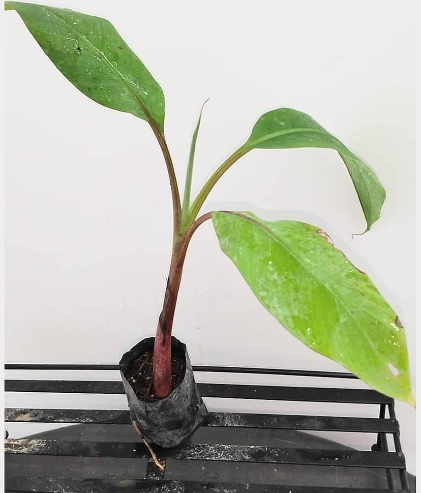 Cloud Farm Outdoor Fruit Plant ( Pack of 2 ) view 2
