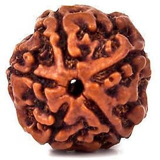 Certified Panch Mukhi - Five Face Rudraksha Bead - 100 Natural and Original