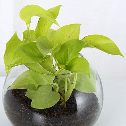 Golden Money Plant In Glass Vase view 2