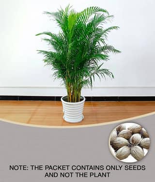 homeagro - Areca palm Plant ( 5 Seeds )