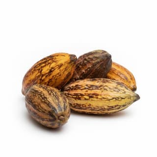 Raw Cacao Pods - 1 kg - One kilogram of assorted raw cacao pods