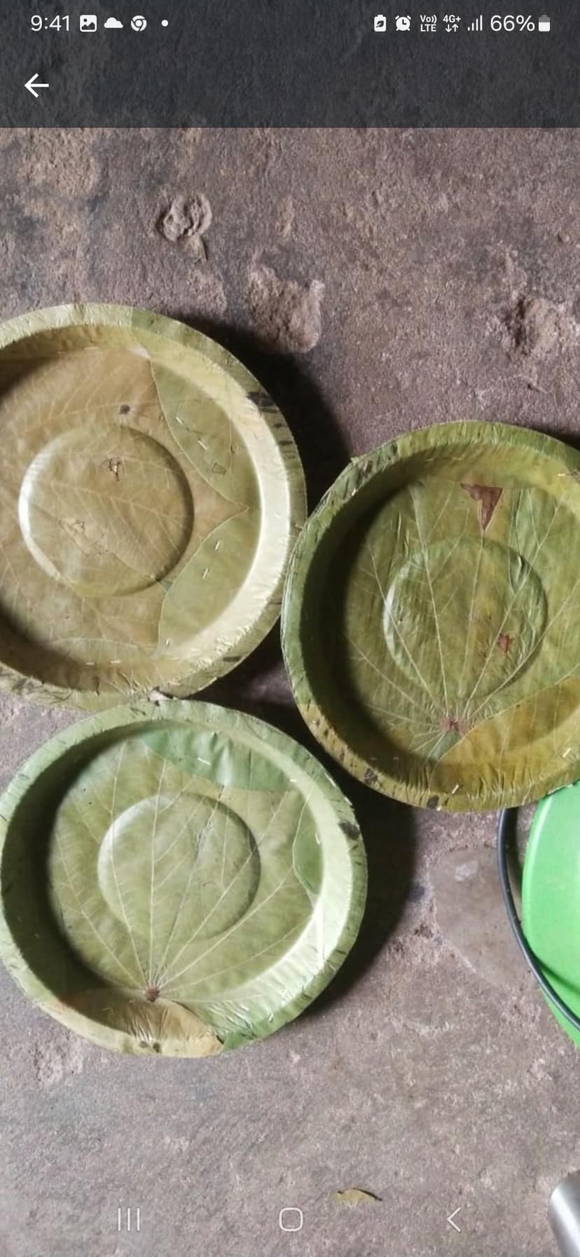 Green Leaf Plates - Siali / Sal view 4