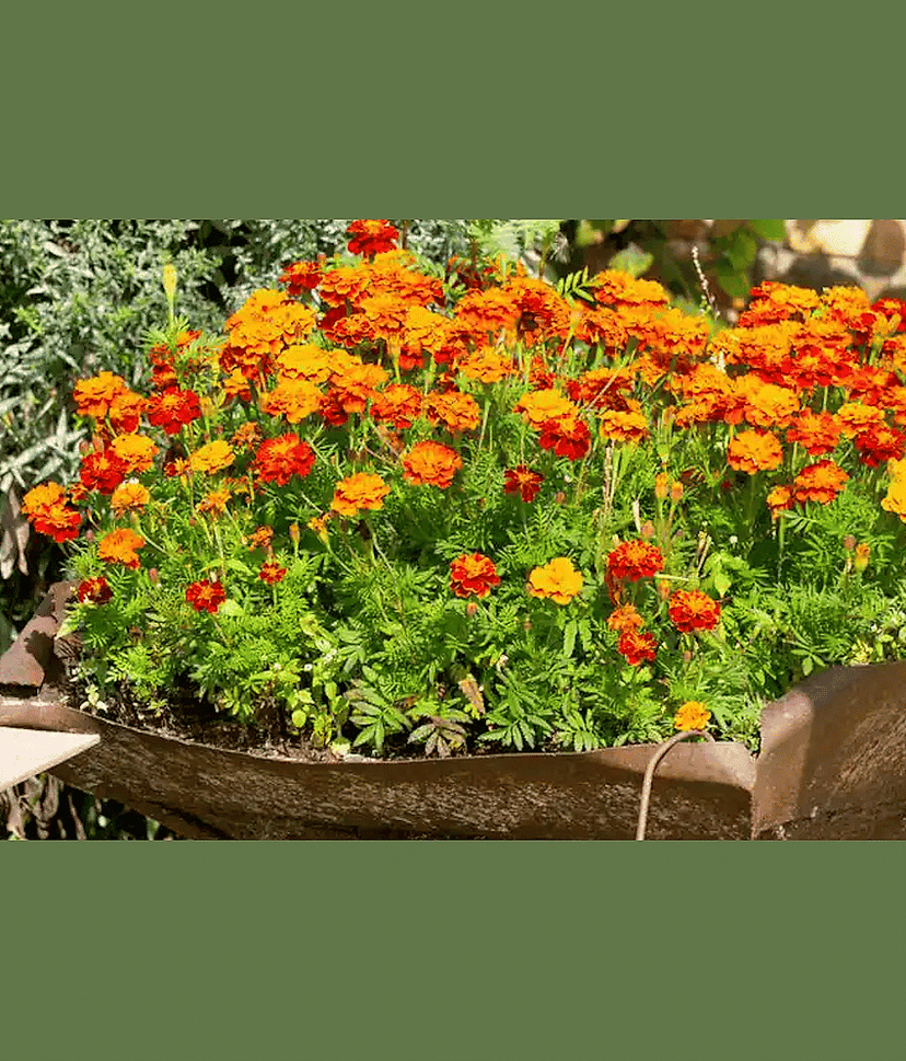 homeagro - Marigold Flower ( 50 Seeds )