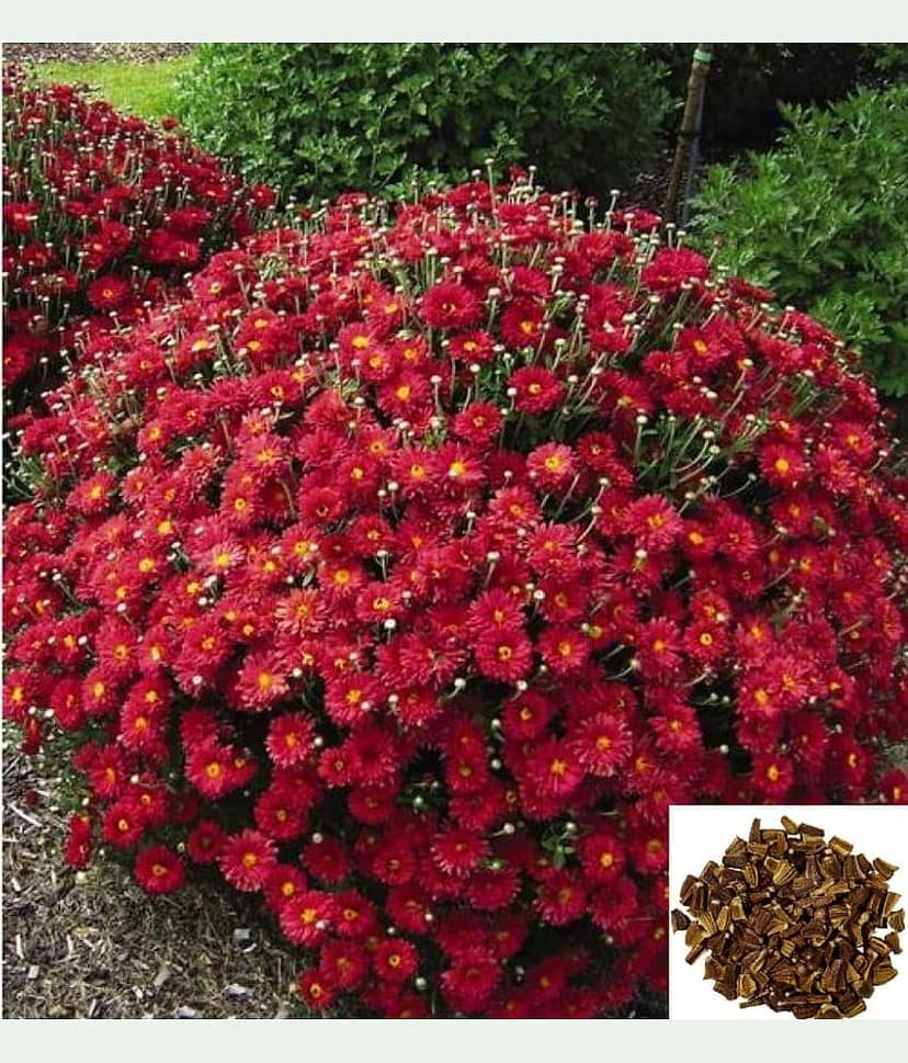 homeagro- Ranunculus asiaticus Flower Seeds (Pack of 40)